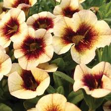 Калибрахоа Superbells Banana Chocolate