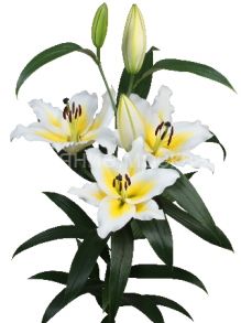 Лилия Вилларицца (Villaricca), ОТ, 14/16, 2 шт (Колорлайн)