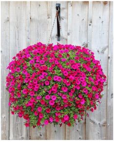 Петуния Blanket Zinfandel