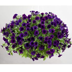 Петуния Littletunia Purple Blue