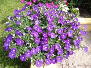 Петуния Blanket Violet