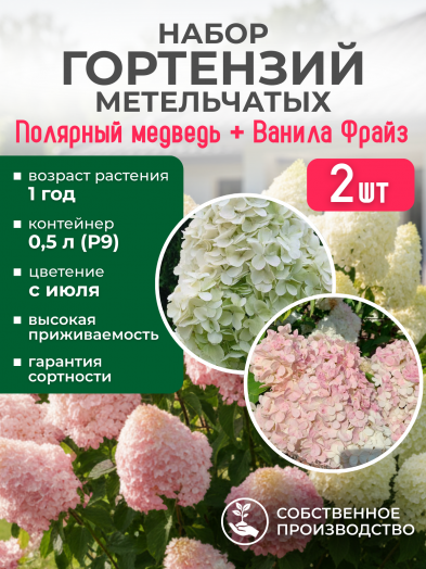 Набор №1 Полярный медведь + Ванила Фрайз Р9