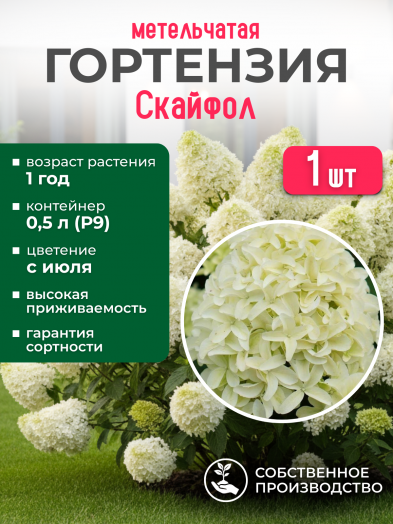 Гортензия метельчатая Скайфол, Р9