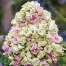 Floks-Creme-de-la-creme-Krem-de-la-Krem-P9-POSPeLLA