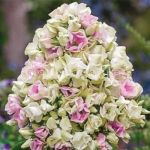 Floks-Creme-de-la-creme-Krem-de-la-Krem-P9-POSPeLLA