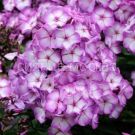 Floks-Sweet-Summer-Fantasy-Svit-Sammer-Fentezi-P9-POSPeLLA-1-sht