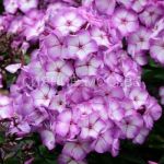 Floks-Sweet-Summer-Fantasy-Svit-Sammer-Fentezi-P9-POSPeLLA-1-sht