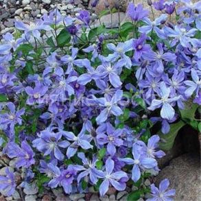 Клематис Arabella (Арабелла) (P9) (ПОСПЕЛЛА)