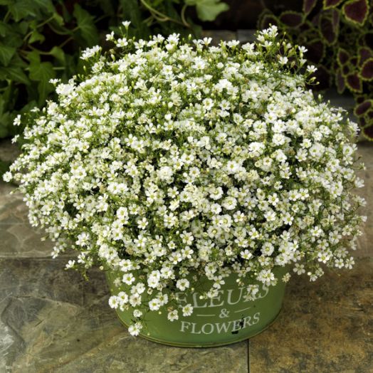 Гипсофила стенная (Gypsophila muralis) Gypsy White, 25 мультидраже