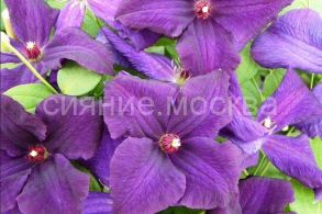 Клематис Polish Spirit (Полиш Спирит) (P9) (ПОСПЕЛЛА)