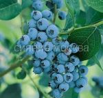 Golubika-Elizabeth-Jelizabet-P9-POSPeLLA-1-sht