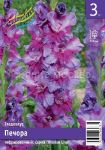 Gladiolus-Pechora-10-2-3-sht-Kolorlajn