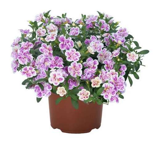 Калибрахоа Aloha Double Pink Blush