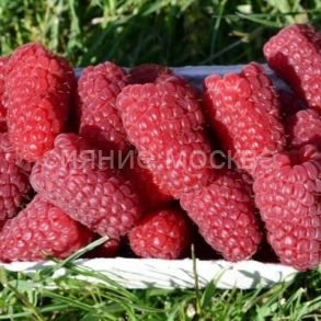 Малина Przehyba (Пшехиба) (P9) (ПОСПЕЛЛА) 1 шт