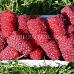 Малина Przehyba (Пшехиба) (P9) (ПОСПЕЛЛА) 1 шт