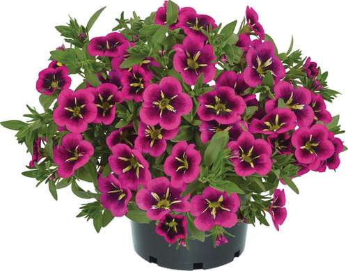 Калибрахоа Cabaret Early Good Night Kiss