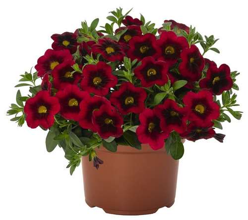 Калибрахоа Cabaret Special Red Velvet