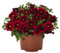 Калибрахоа Cabaret Special Red Velvet