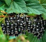 Smorodina-Selechenskaya-2-P9-POSPeLLA-1-sht