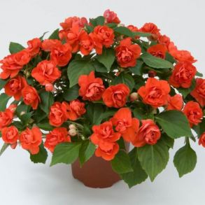 Бальзамин Musica Orange