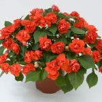 Бальзамин Musica Orange