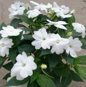 Бальзамин новогвинейский Magnum Pure White