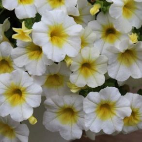 Калибрахоа MiniFamous Neo Summer Fresh