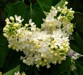 Сирень Primrose (Примроуз) (P9) (ПОСПЕЛЛА) 1 шт