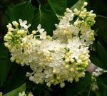 Siren-Primrose-Primrouz-P9-POSPeLLA-1-sht