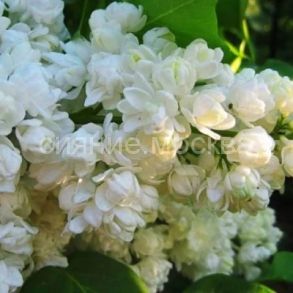 Сирень Память о Колесникове (P9) (ПОСПЕЛЛА) 1 шт