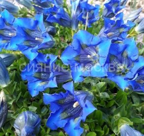 Горечавка Динарская (P9) (ПОСПЕЛЛА) 1 шт