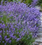 Lavanda-Munstead-Mansted-P9-POSPeLLA-1-sht