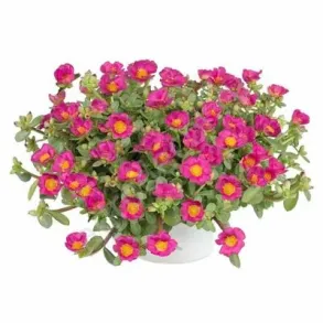 Партулак ампельный Sofi Fucsia