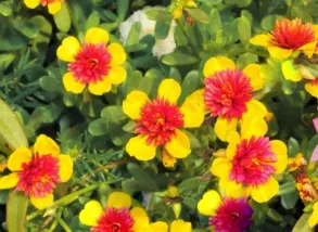 Партулак ампельный Double Bicolor