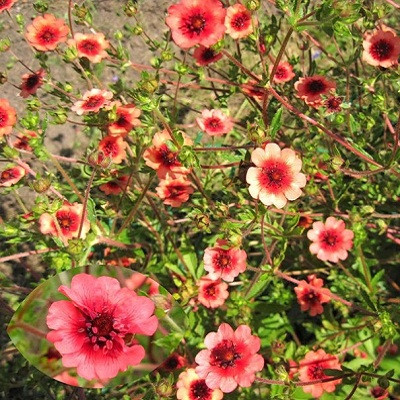 Лапчатка непальская Мис Вильмонт