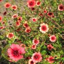 Лапчатка непальская Мис Вильмонт