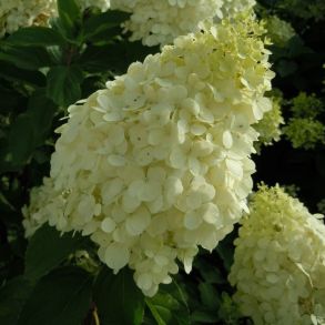 Гортензия метельчатая Полар Бир