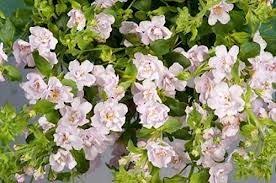 Бакопа Double Pink