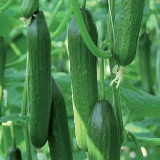 Огурец РАФАЭЛЬ F1, 250 семян