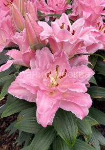 Лилия Конамара (Conamara), вост. махр., 12/14, 2 шт (Колорлайн)