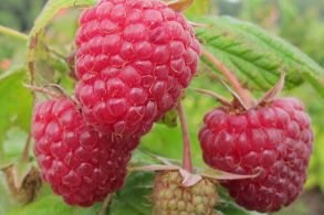 Малина Маджестик (тутаймер)