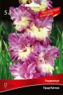Gladiolus-Grad-Kitezh-Grad-Kitezh-quot-Rossijskaya-selekciya-quot-1-sht-Poisk