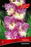 Gladiolus-Grad-Kitezh-Grad-Kitezh-quot-Rossijskaya-selekciya-quot-1-sht-Poisk