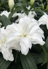 Лилия Кроссроудс (Crossroads), вост.махр., 12/14, 2 шт (Колорлайн)