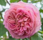 Роза английская парковая Джубили Селебрейшен, 1 шт., Поиск