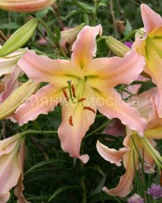 Лилия Элюзив (Elusive), ОТ, 12/14, 1 шт (Колорлайн)