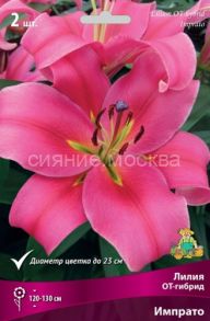 Лилия Импрато (Imprato), ОТ-гибрид, 12/14, 2 шт