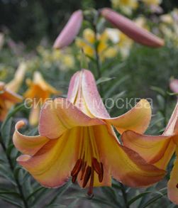 Лилия Райзинг Мун (Rising Moon), ОТ-гибрид, 2 шт (Поиск)