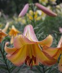 Лилия Райзинг Мун (Rising Moon), ОТ-гибрид, 2 шт (Поиск)