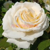 Амбиенте (Ambiente)